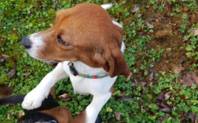 LE “CHOIX” DU BEAGLE